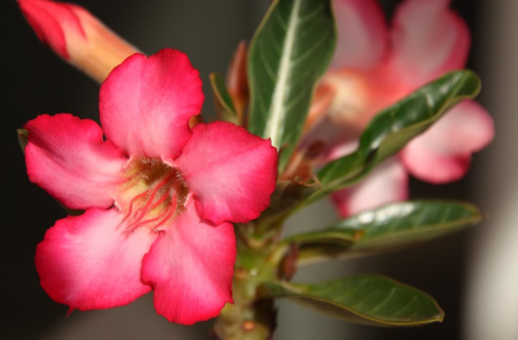 pink flower, adenium, desert flower