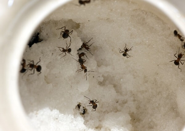 receita de veneno caseiro natural para formigas