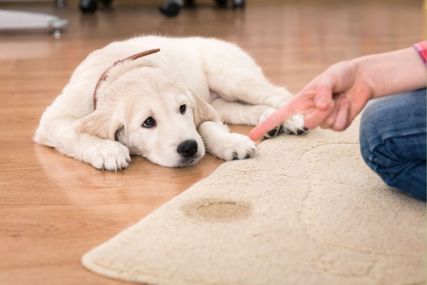 como limpar xixi de cachorro do tapete